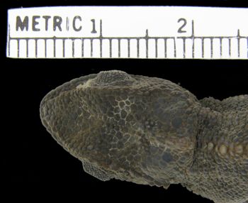 Media type: image; Herpetology R-59160
